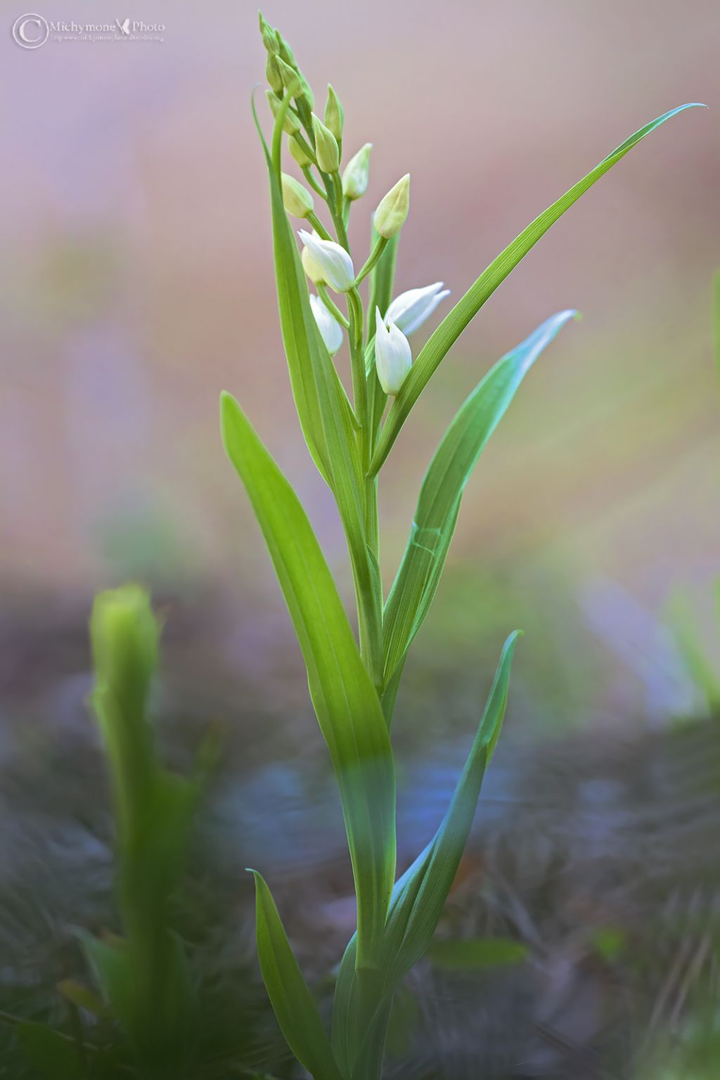 Cephalanthera longifolia